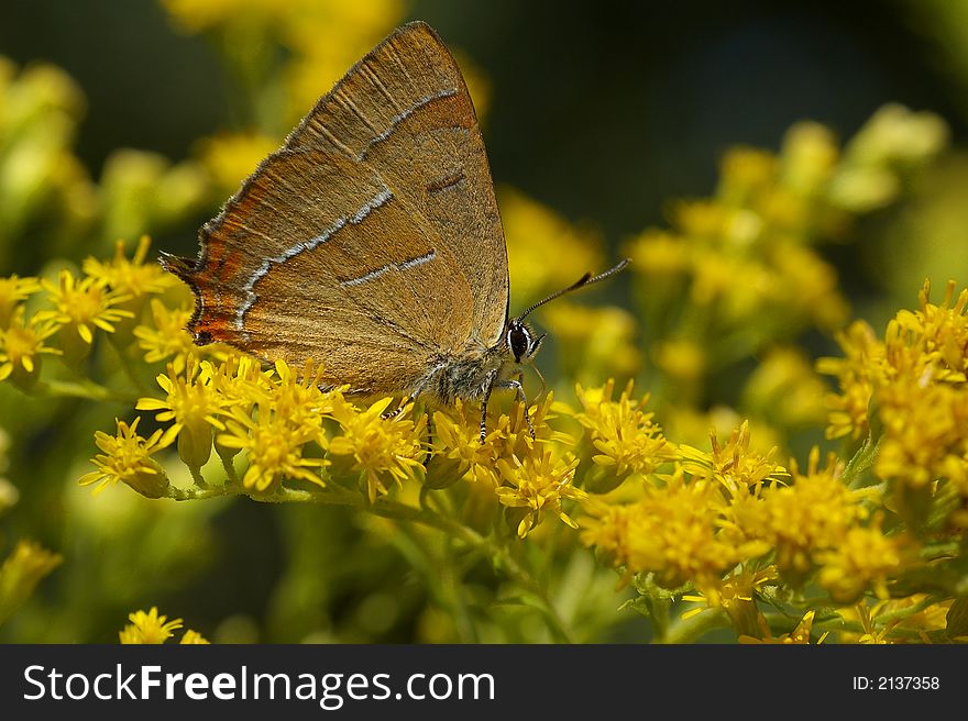 Brown butterfly on yellow flower. Brown butterfly on yellow flower.