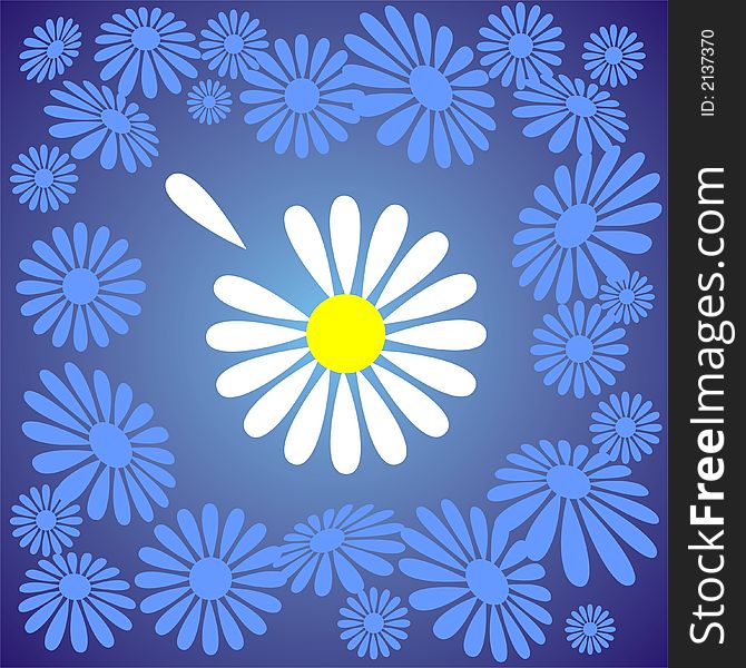 Camomile with one torn off petal on a dark blue background