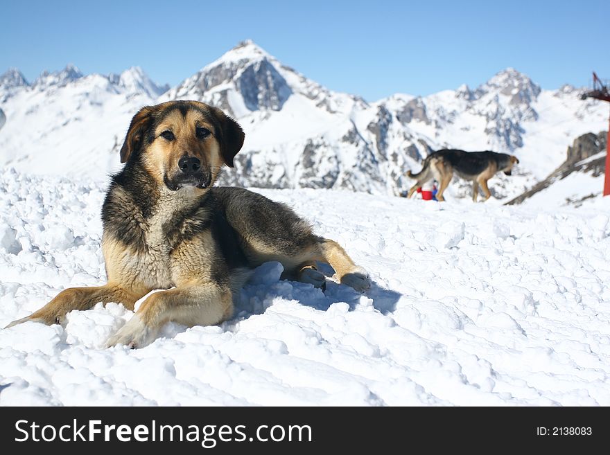 Wild dog at a top of the mountain lie in snow. Wild dog at a top of the mountain lie in snow