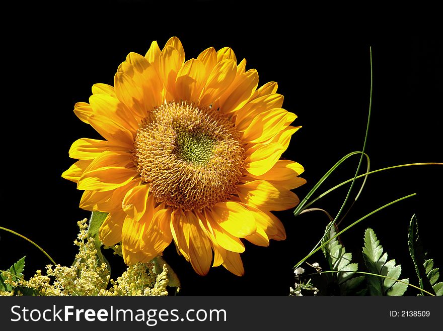 Very beautiful yellow sunflower petals closeup in garden