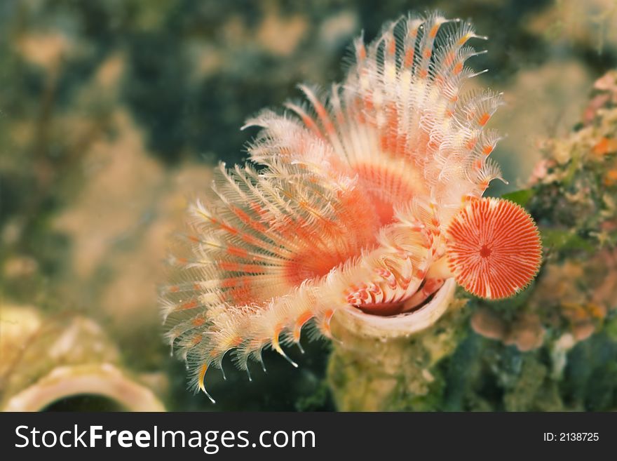 A close up of a tiny red beautiful sea creature against a contrasting green background. A close up of a tiny red beautiful sea creature against a contrasting green background