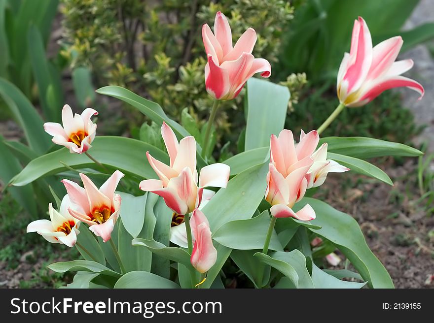 Blooming mini tulips in the garden