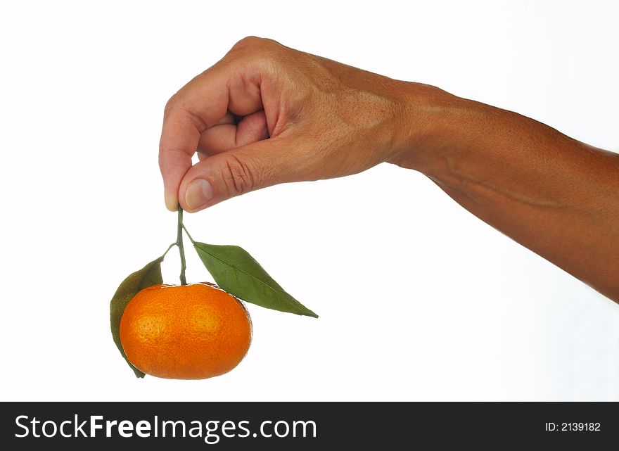 View of human’s hand  holding orange for it’s tail. View of human’s hand  holding orange for it’s tail