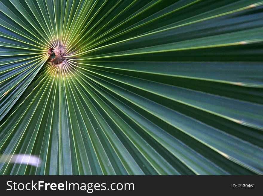 This off-center macro shot reveals the perfect symmetry of this palm tree's branch. This off-center macro shot reveals the perfect symmetry of this palm tree's branch.