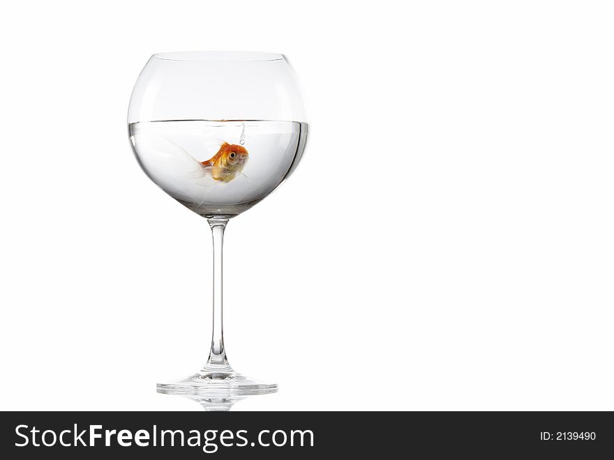 View of little goldfish moving smoothly in wineglass of water. View of little goldfish moving smoothly in wineglass of water