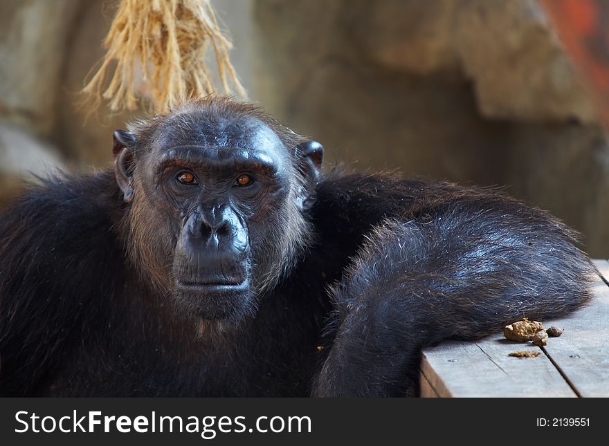 View of big black hairy mature male chimpanzee  in itâ€™s cave. View of big black hairy mature male chimpanzee  in itâ€™s cave