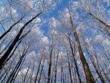 Winter Forest-horizontal Royalty Free Stock Photo Winter Forest-horizontal Royalty Free Stock Photo