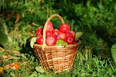 Red Apples In The Basket Stock Image