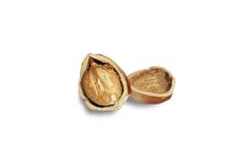 Hazel Nut Royalty Free Stock Photos Hazel Nut Royalty Free Stock Photos