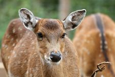 Sika Deer Stock Image Sika Deer Stock Image