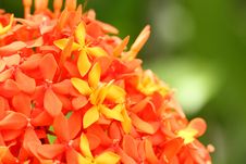 Ixora Flower Royalty Free Stock Images Ixora Flower Royalty Free Stock Images