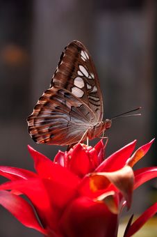 Clipper Butterfly Royalty Free Stock Photography Clipper Butterfly Royalty Free Stock Photography