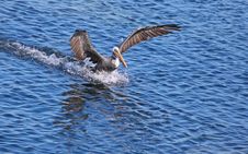 Pelican Landing On Water Stock Photo Pelican Landing On Water Stock Photo