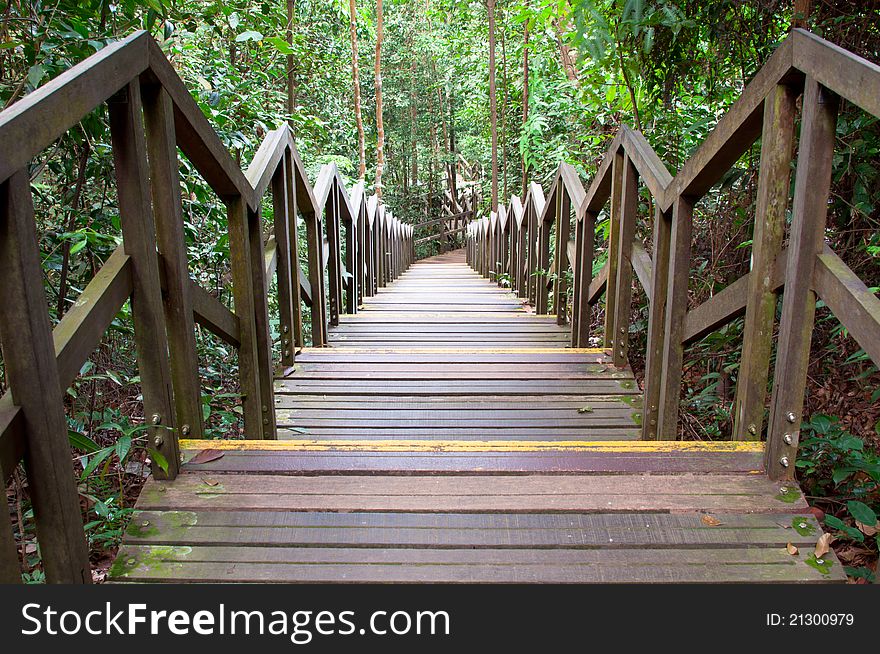 A wooden steps and walkway through a dense rainforest track