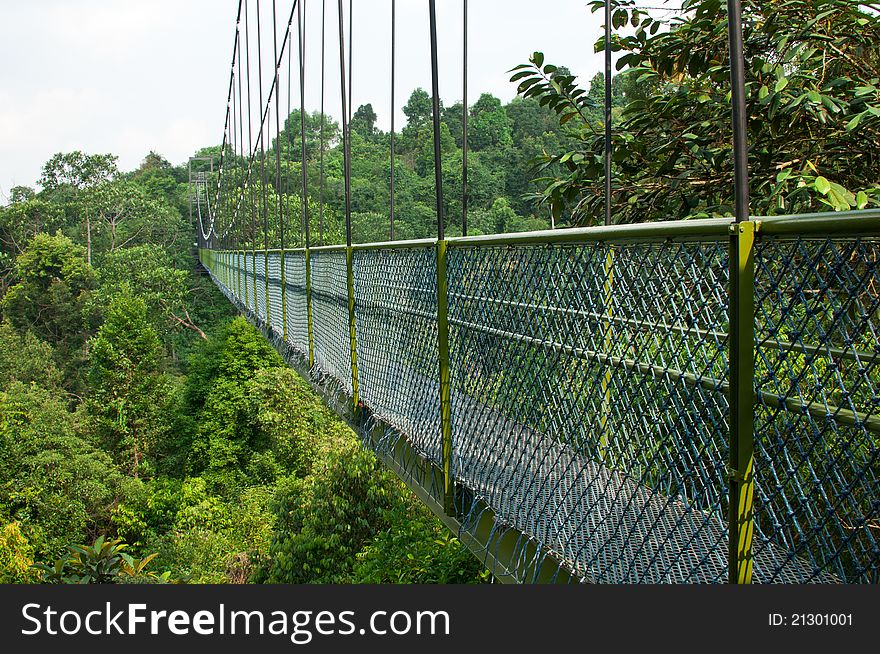 A suspension bridge at the tropical forest canopy. A suspension bridge at the tropical forest canopy