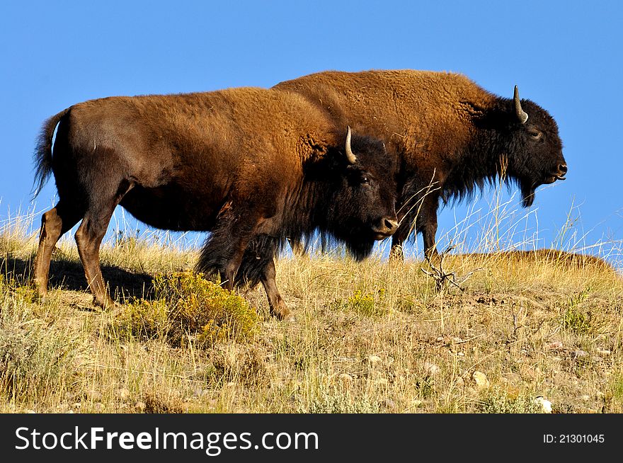 American Bison male and female in the National Elk Refuge, Colorado. American Bison male and female in the National Elk Refuge, Colorado.