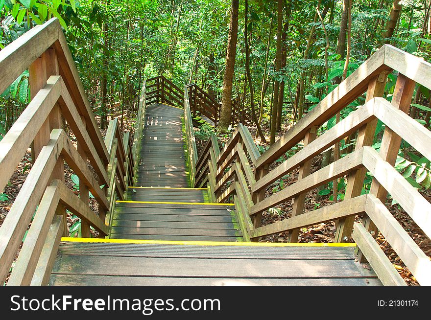A wooden steps and walkway through a dense rainforest track