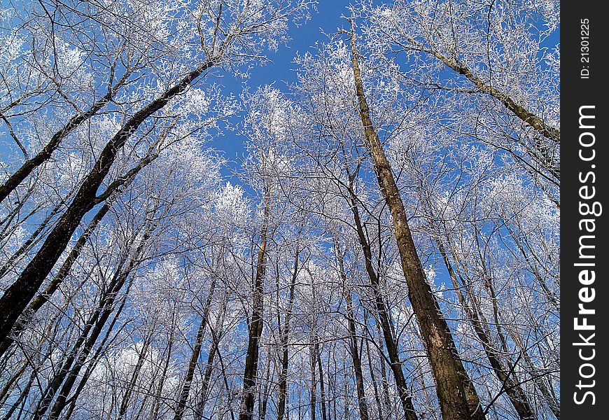 Winter forest with diagonal trunks of trees-horizontal. Winter forest with diagonal trunks of trees-horizontal
