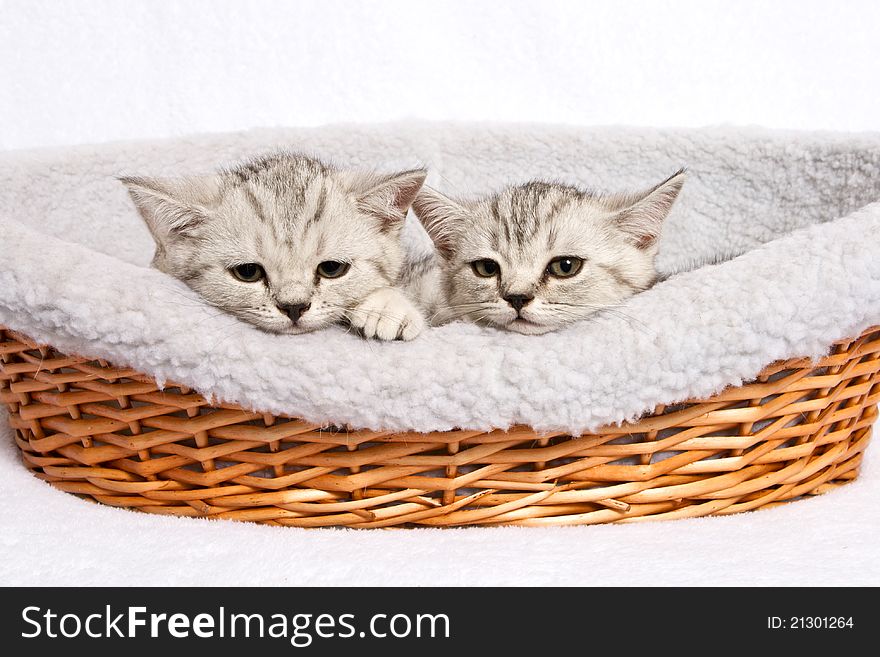 Two British grey kittens sleep in box. Two British grey kittens sleep in box