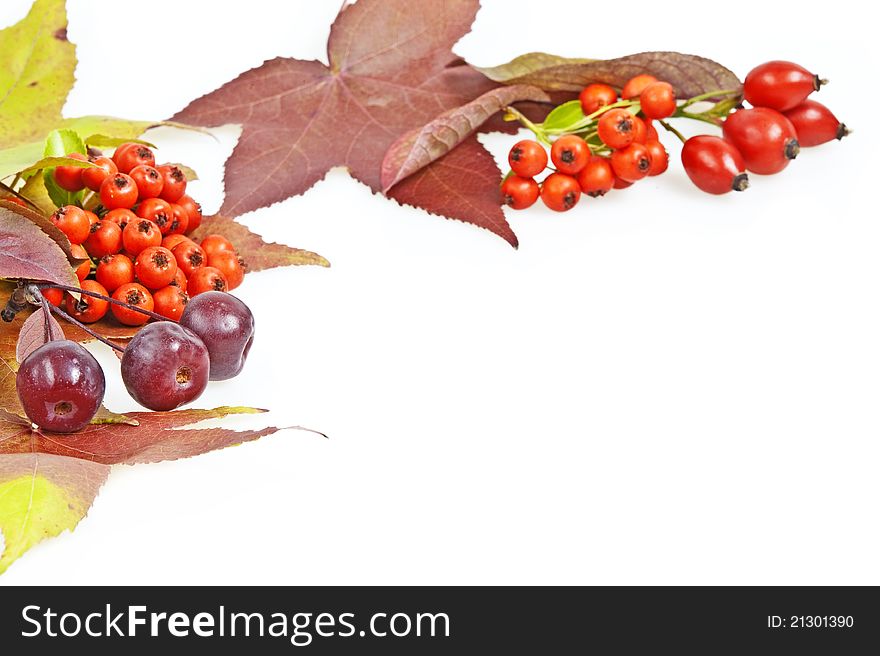 Fall leaves decoration on white background. Fall leaves decoration on white background