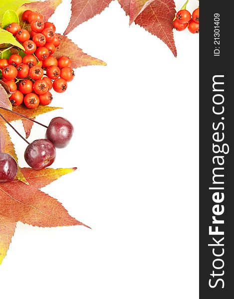 Fall leaves and berries decoration on white background. Fall leaves and berries decoration on white background