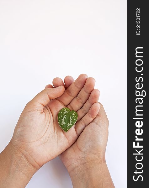 Child hands holding a green leaf with heart shape isolated on white. Child hands holding a green leaf with heart shape isolated on white