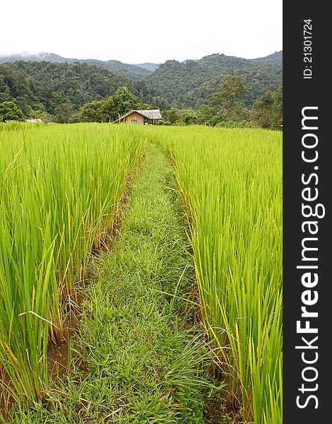 Greend Cornfield between the way