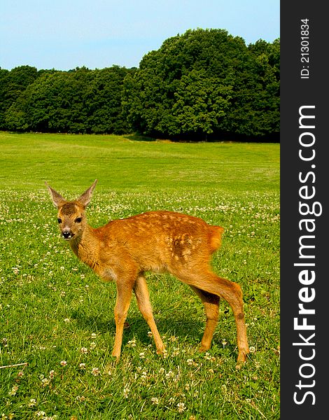 A fawn on a meadow with a forest in the background