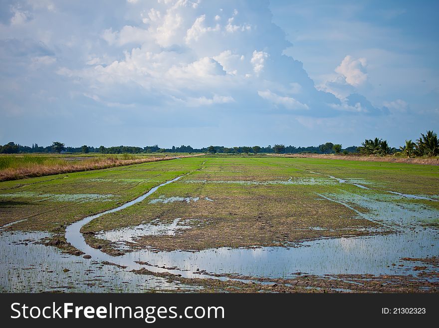 Rice field before harvest thailand. Rice field before harvest thailand