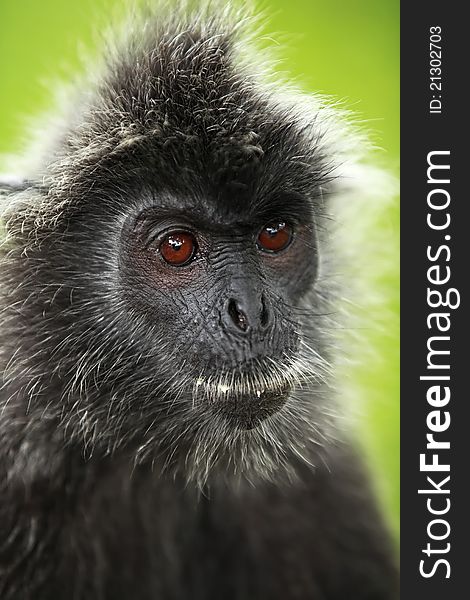 A close up of black silver leaf monkey