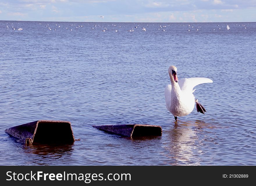 White swan in the summer sea bay. White swan in the summer sea bay