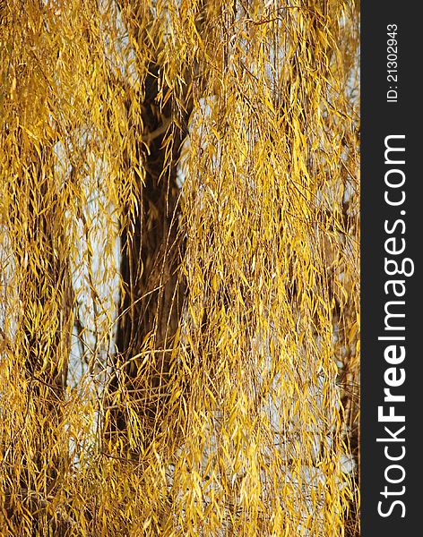 Autumns Golden Willow Tree Leaves