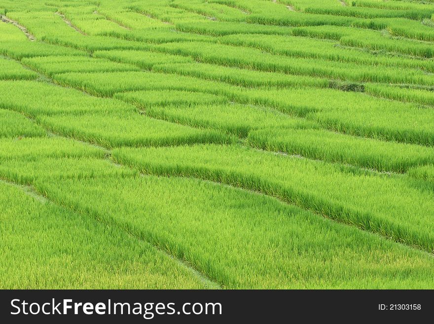 Green Rice Field in Thailand