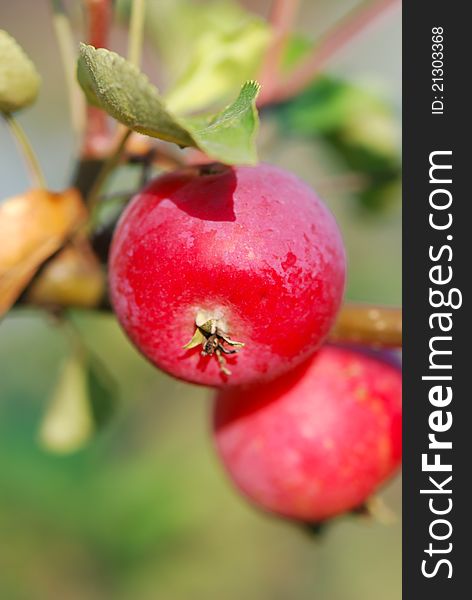 Red, ripe apples on tree. Red, ripe apples on tree