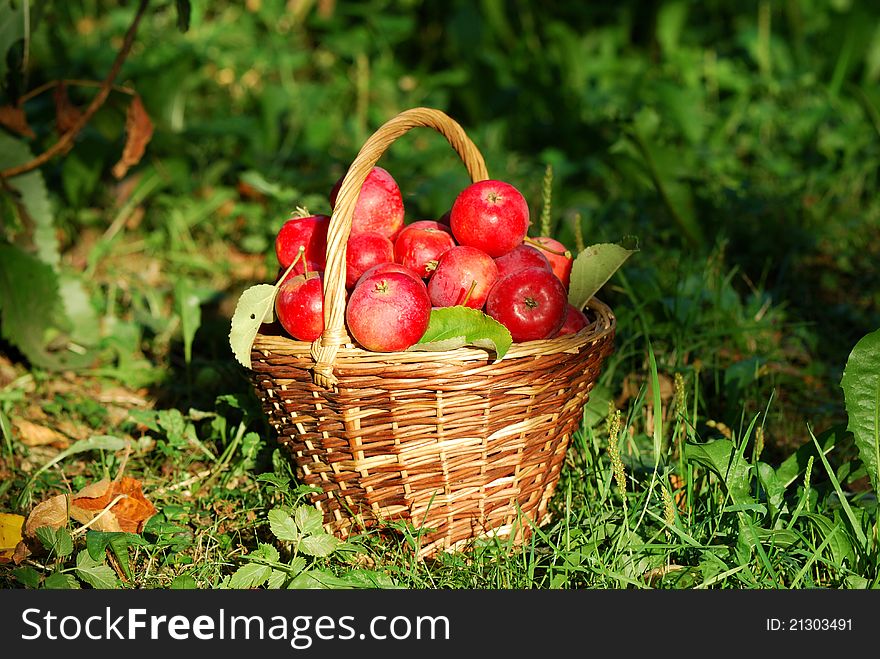 Red ripe apples in the basket on the grass. Red ripe apples in the basket on the grass