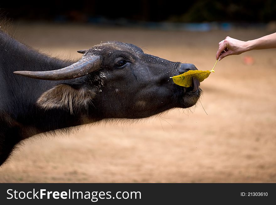 Hand giving a yellow leaf to a buffalo