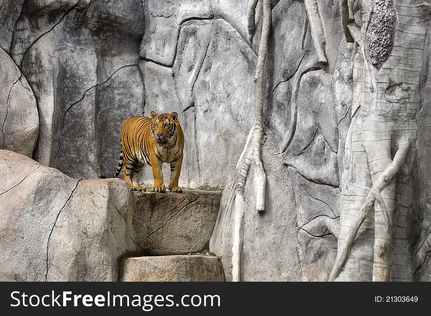 Tiger standing on top of rock. Tiger standing on top of rock