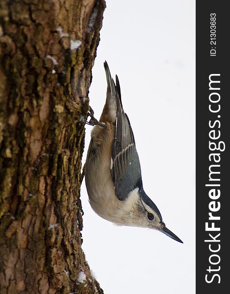 Nuthatch on tree