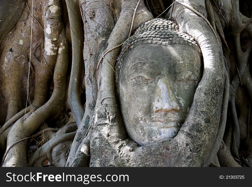 Buddha head encased in tree roots at the temple of Wat Mahatat in Ayutthaya ,Thailand. Buddha head encased in tree roots at the temple of Wat Mahatat in Ayutthaya ,Thailand.