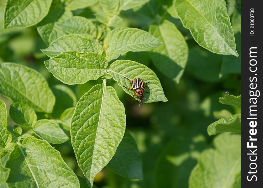 The colorado potato beetle