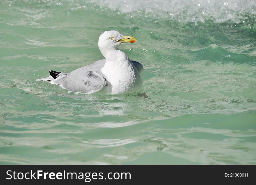 A seagull swimming on clear water