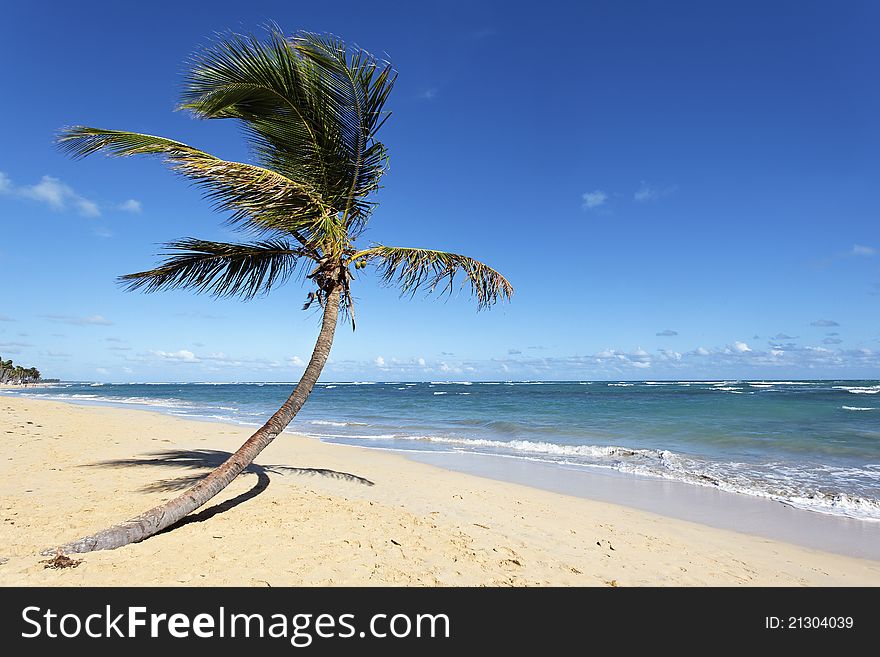 Coconut tree on a beach with ocean and sky. Coconut tree on a beach with ocean and sky