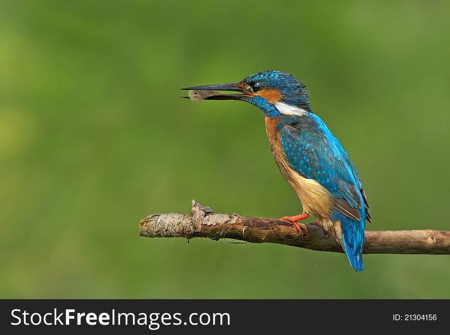 Kingfisher on branch with fish