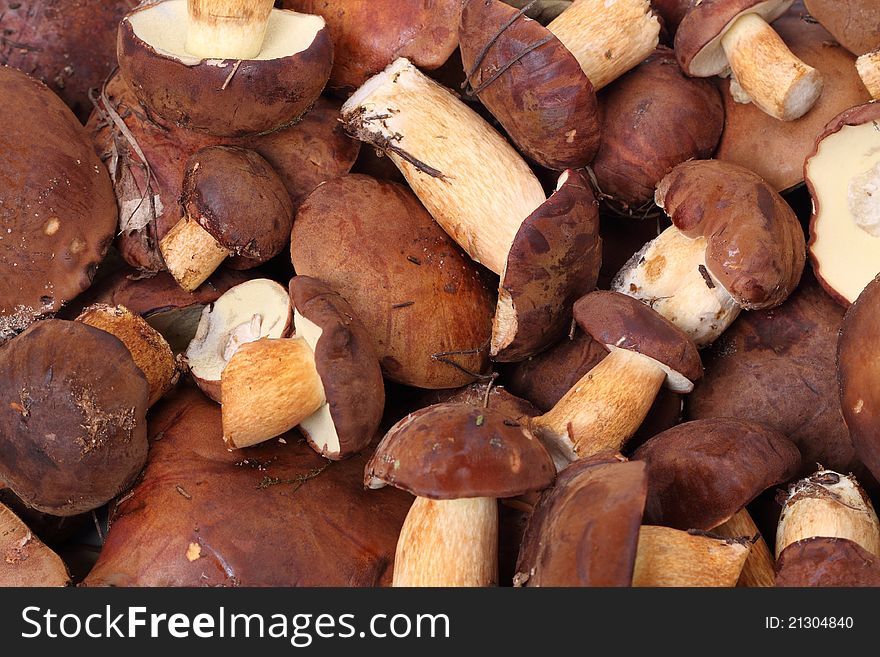 Heap of fresh ceps. Nature background. Heap of fresh ceps. Nature background