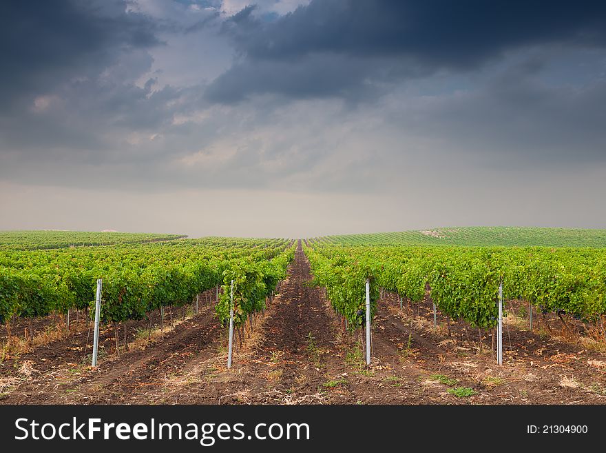 Beautiful landscape with rows of grapes before harvesting. Beautiful landscape with rows of grapes before harvesting