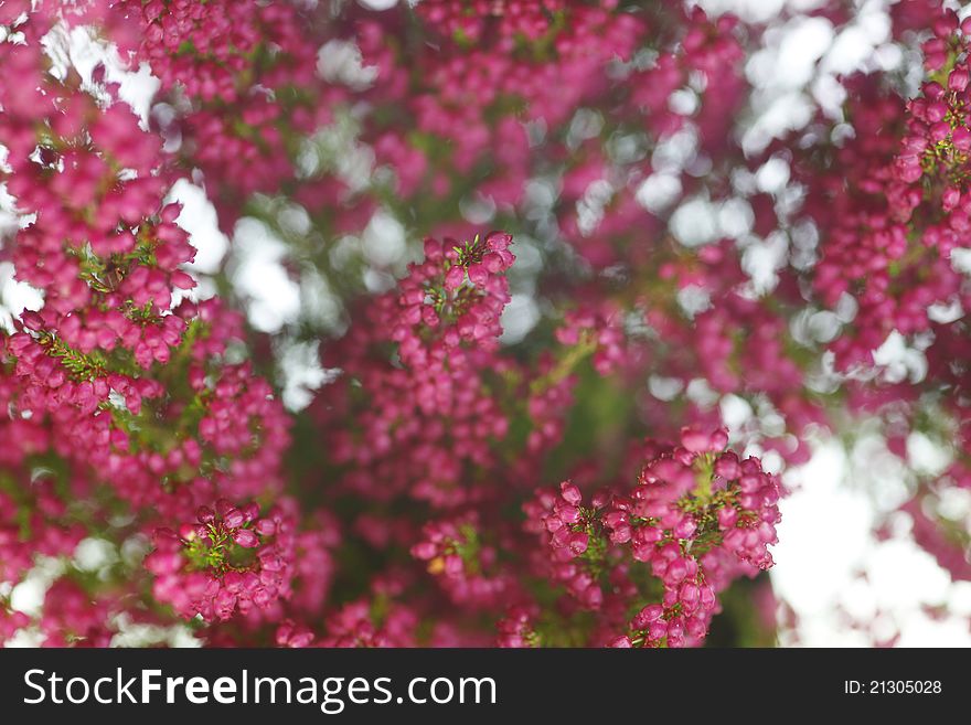 Autumn plant in the beautiful season autumn. Autumn plant in the beautiful season autumn