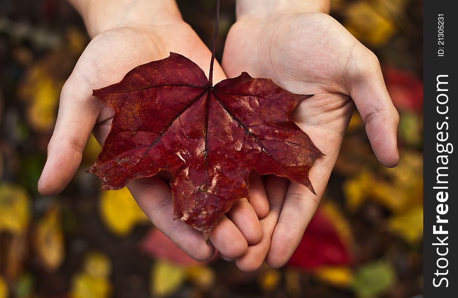 Red maple leaf at the hands of a man. Red maple leaf at the hands of a man