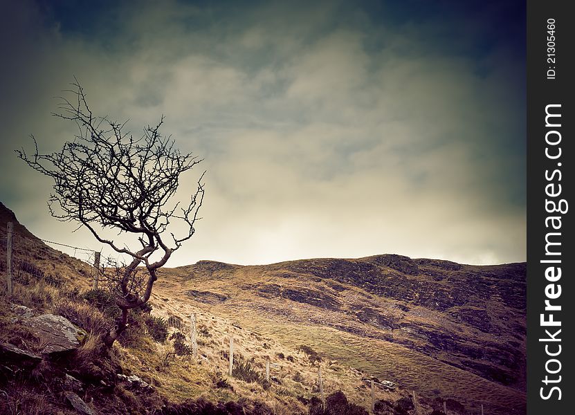 Single leafless tree on the hill top. Single leafless tree on the hill top.