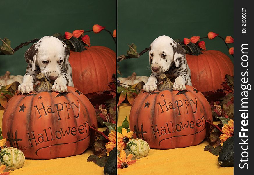 Two pictures of a liver spotted female puppy with its paws on a halloween pumpkin. Two pictures of a liver spotted female puppy with its paws on a halloween pumpkin