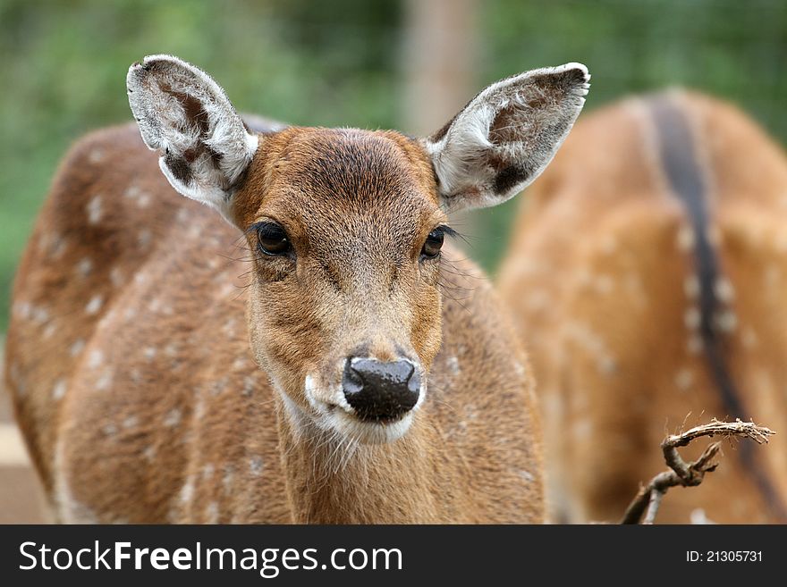 Details of Sika Deer in zoo